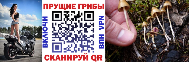 Галлюциногенные грибы прущие грибы  наркота  Зея 